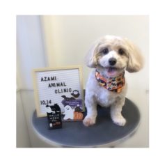 10/14   トリミングに来てくれたお友達のご紹介