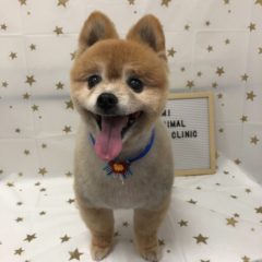 11/9   トリミングに来てくれたお友達のご紹介