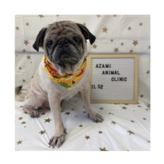 11/2   トリミングに来てくれたお友達のご紹介