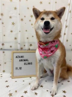 11/12   トリミングに来てくれたお友達のご紹介