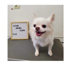 9/08   トリミングに来てくれたお友達のご紹介