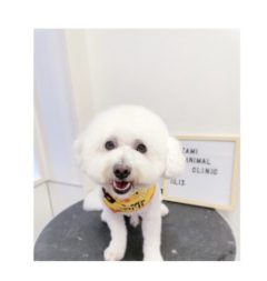 10/13   トリミングに来てくれたお友達のご紹介