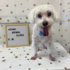 11/16   トリミングに来てくれたお友達のご紹介