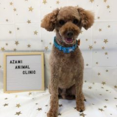 11/11   トリミングに来てくれたお友達のご紹介