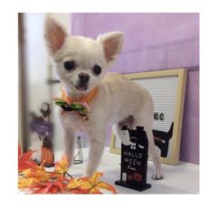 10/29   トリミングに来てくれたお友達のご紹介