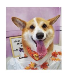 10/30   トリミングに来てくれたお友達のご紹介