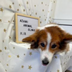 11/13   トリミングに来てくれたお友達のご紹介