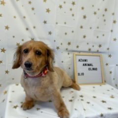 11/10   トリミングに来てくれたお友達のご紹介