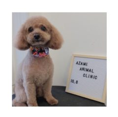 10/8   トリミングに来てくれたお友達のご紹介