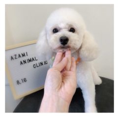 8/16　トリミングに来てくれたお友達のご紹介