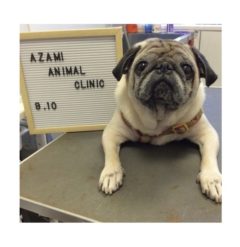 9/10   トリミングに来てくれたお友達をご紹介