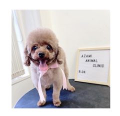 9/04   トリミングに来てくれたお友達のご紹介