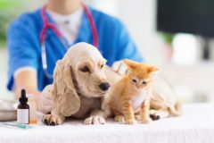 ペットワクチン接種や健康診断はあざみ動物病院へ！