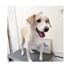 9/06   トリミングに来てくれたお友達のご紹介