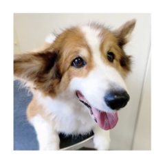 9/11   トリミングに来てくれたお友達のご紹介