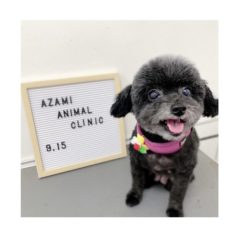 9/15   トリミングに来てくれたお友達のご紹介