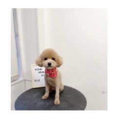 10/12   トリミングに来てくれたお友達のご紹介