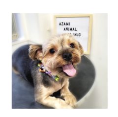 10/9   トリミングに来てくれたお友達のご紹介