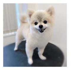 8/17　トリミングに来てくれたお友達のご紹介