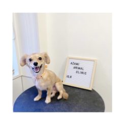 10/6   トリミングに来てくれたお友達のご紹介