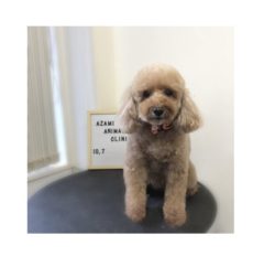 10/7   トリミングに来てくれたお友達のご紹介