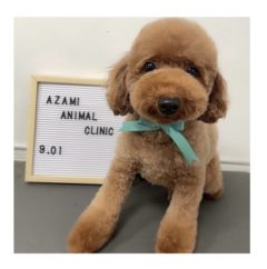 9/01   トリミングに来てくれたお友達のご紹介