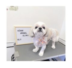 10/11   トリミングに来てくれたお友達のご紹介