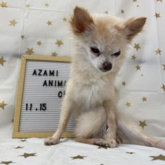 11/15   トリミングに来てくれたお友達のご紹介